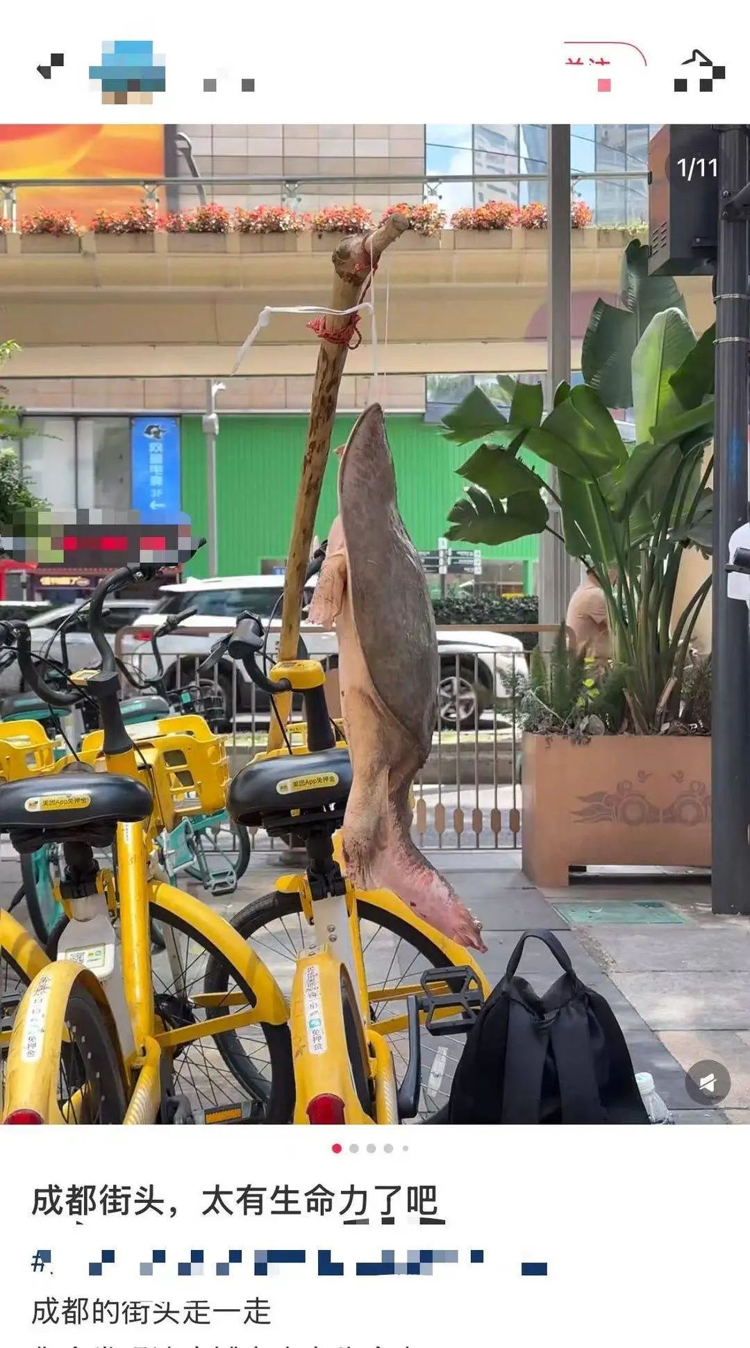 成都街头有人叫卖“野生鳖”？专家提醒：外来物种禁食禁放生