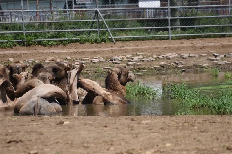 冰点、水果捞、绿豆汤……哈尔滨北方森林动物园为动物打造夏日清凉天堂