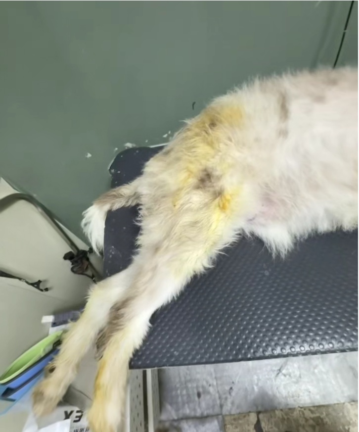 狗狗被宠物店放在烘干箱一小时活活烤死？涉事门店已歇业，主人：对方曾谎称是中暑