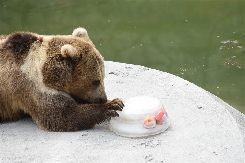 冰点、水果捞、绿豆汤……哈尔滨北方森林动物园为动物打造夏日清凉天堂