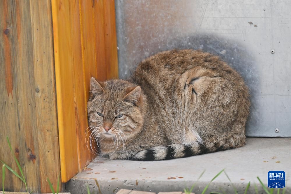 活力中国调研行丨探访祁连山国家公园野生动物救护繁育站