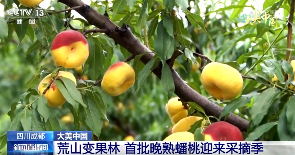 水果飘香、荷花盛放 特色农业绘“丰”景奏响乡村振兴“新乐章”