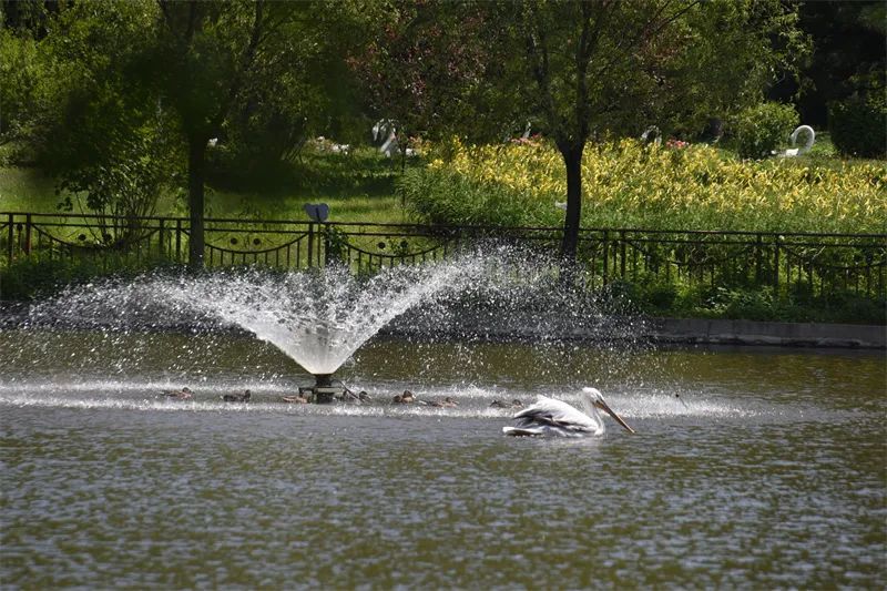 冰点、水果捞、绿豆汤……哈尔滨北方森林动物园为动物打造夏日清凉天堂