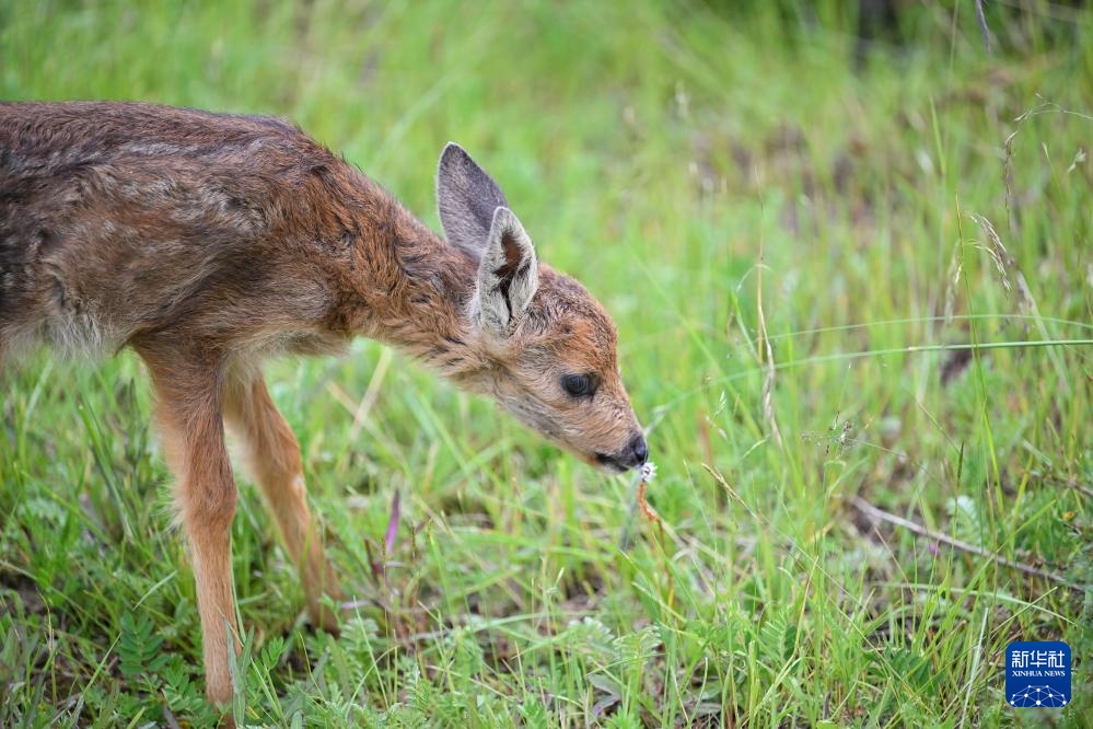 活力中国调研行丨探访祁连山国家公园野生动物救护繁育站