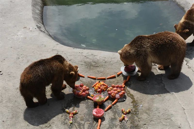 冰点、水果捞、绿豆汤……哈尔滨北方森林动物园为动物打造夏日清凉天堂