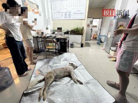 女子称狗狗被宠物店烘干箱活活烤死？涉事门店已歇业，主人：对方曾谎称是中暑