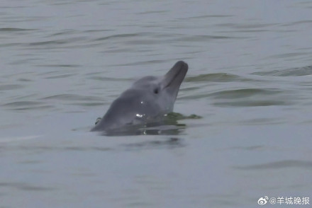 雷州湾中华白海豚种群添丁！一年诞生12头幼崽