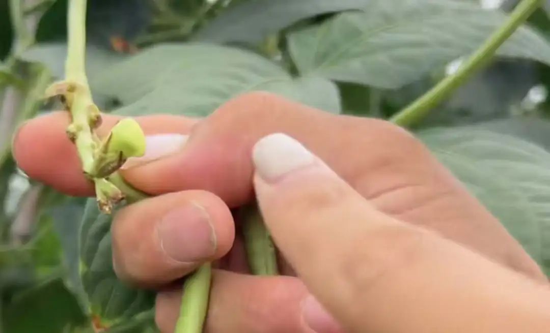 “摘豆角甲片”走红！大爷也组团“变美”？竟然是为了……