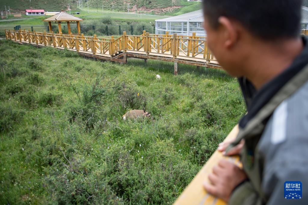 活力中国调研行丨探访祁连山国家公园野生动物救护繁育站