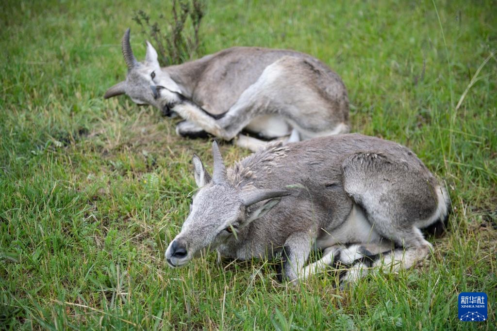 活力中国调研行丨探访祁连山国家公园野生动物救护繁育站