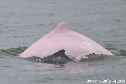 雷州湾中华白海豚种群添丁！一年诞生12头幼崽