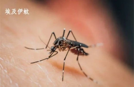 佛山顺德累计报告基孔肯雅热2934例！广州卫健委发布预防“两热”倡议书