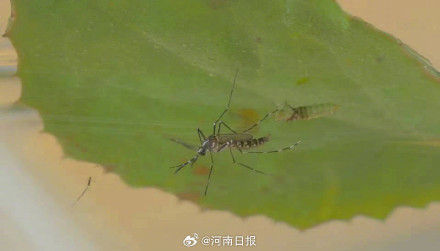 疾控部门提醒预防基孔肯雅热