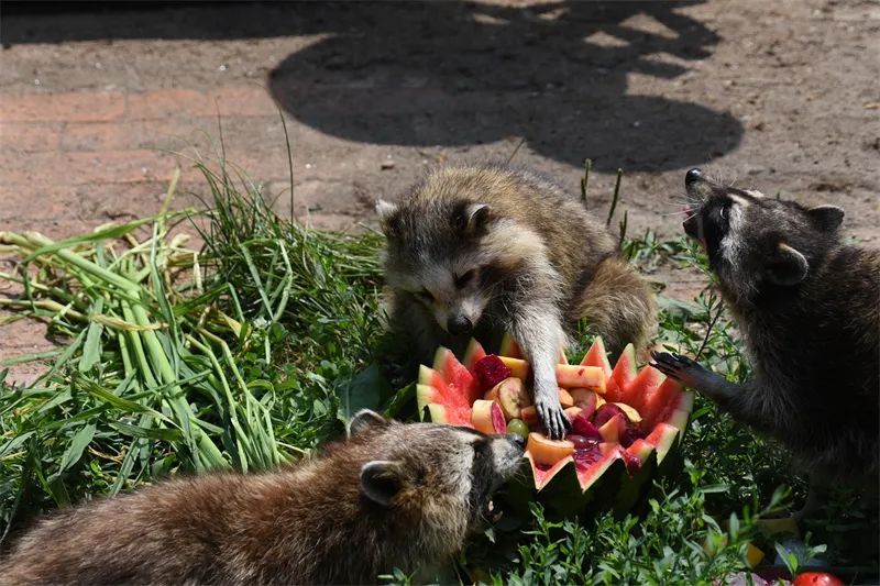 冰点、水果捞、绿豆汤……哈尔滨北方森林动物园为动物打造夏日清凉天堂