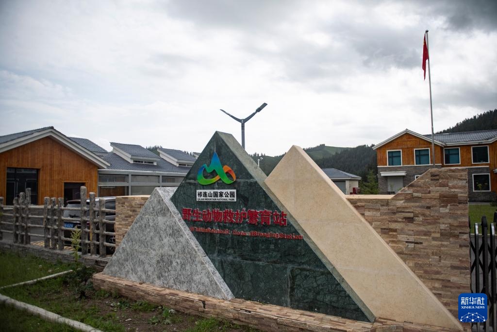 活力中国调研行丨探访祁连山国家公园野生动物救护繁育站