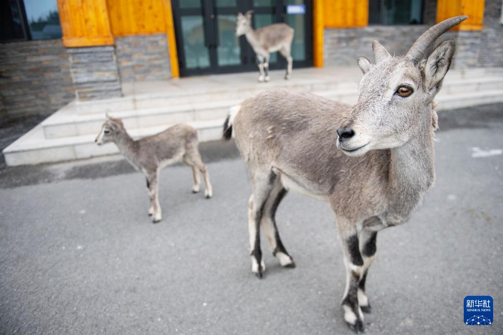 活力中国调研行丨探访祁连山国家公园野生动物救护繁育站
