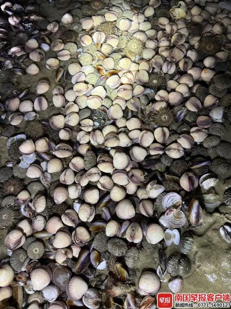 上千人连夜涌入！广西这里大量出现！紧急提醒