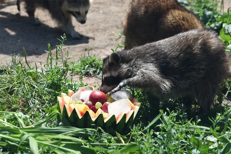 冰点、水果捞、绿豆汤……哈尔滨北方森林动物园为动物打造夏日清凉天堂