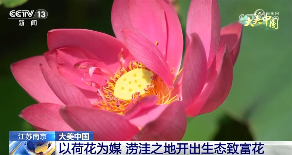 水果飘香、荷花盛放 特色农业绘“丰”景奏响乡村振兴“新乐章”