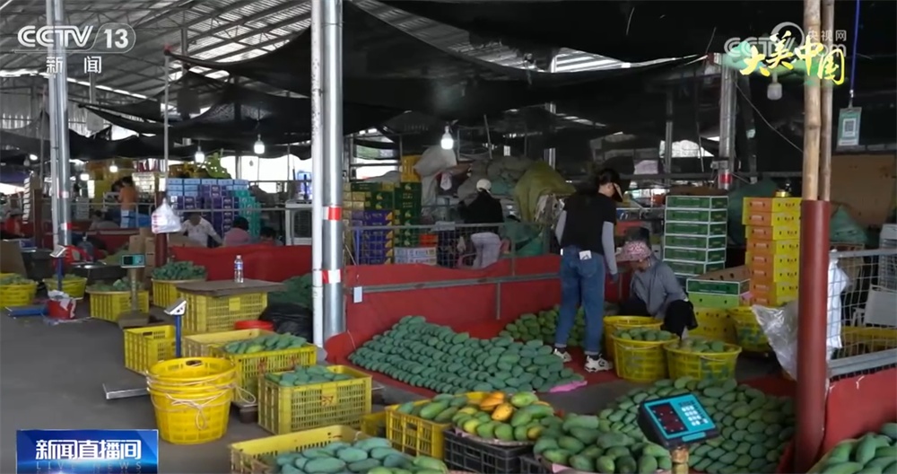 水果飘香、荷花盛放 特色农业绘“丰”景奏响乡村振兴“新乐章”