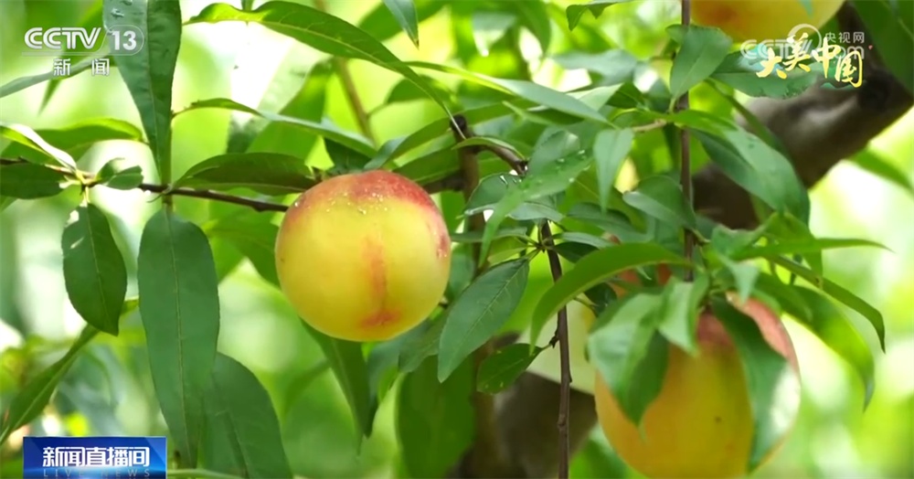 水果飘香、荷花盛放 特色农业绘“丰”景奏响乡村振兴“新乐章”