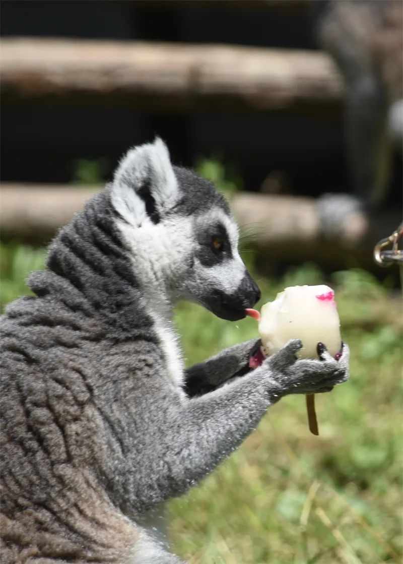 冰点、水果捞、绿豆汤……哈尔滨北方森林动物园为动物打造夏日清凉天堂