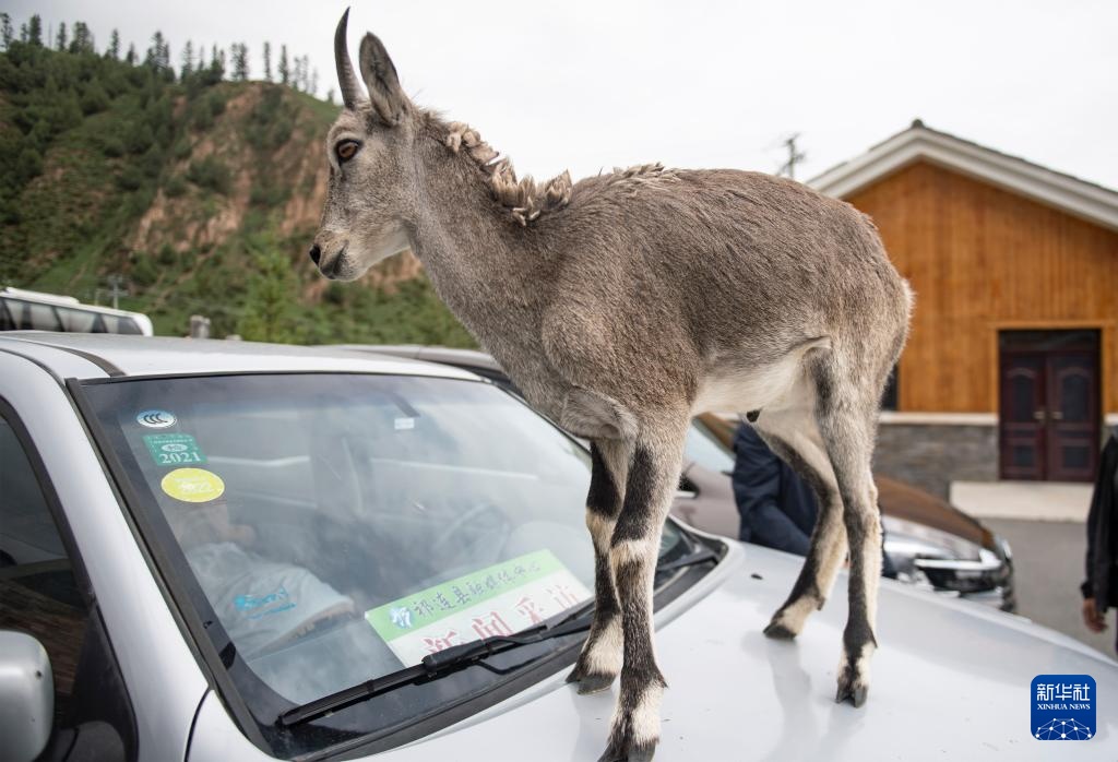 活力中国调研行丨探访祁连山国家公园野生动物救护繁育站