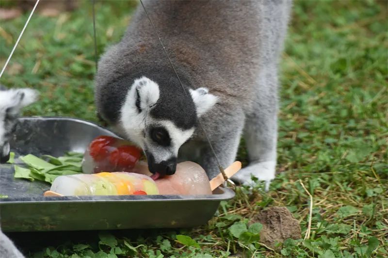 冰点、水果捞、绿豆汤……哈尔滨北方森林动物园为动物打造夏日清凉天堂