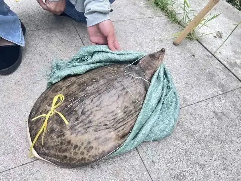 成都街头有人叫卖“野生鳖”？专家提醒：外来物种禁食禁放生