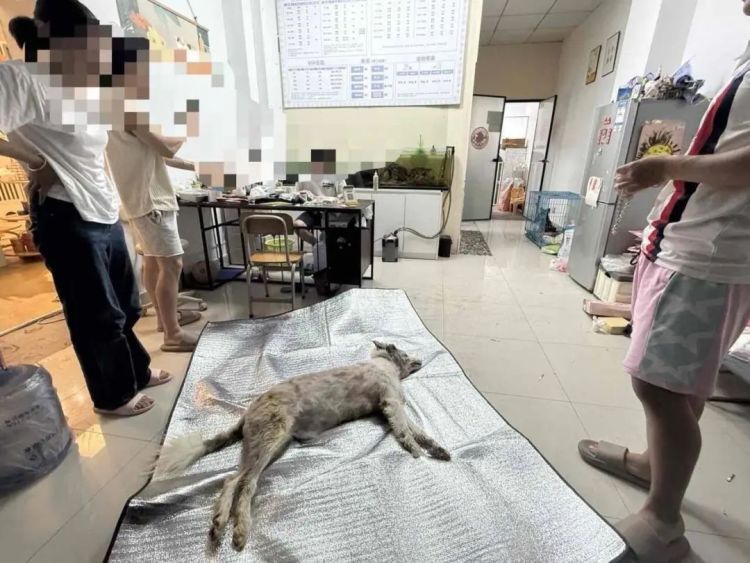狗狗被宠物店放在烘干箱一小时活活烤死？涉事门店已歇业，主人：对方曾谎称是中暑