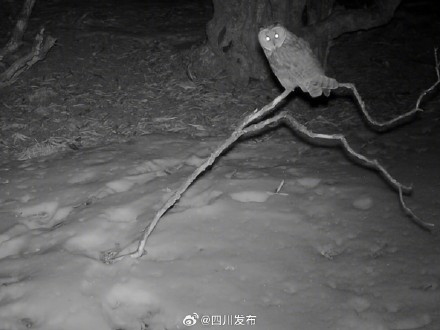 首次记录！长耳鸮现身四姑娘山