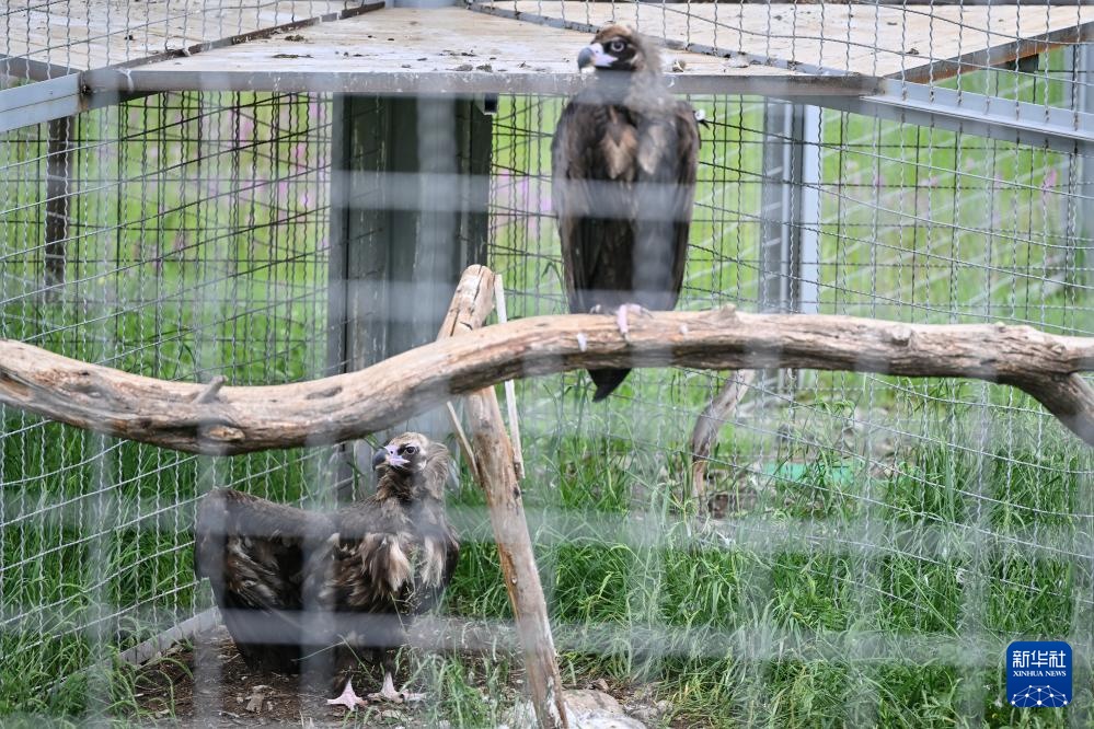 活力中国调研行丨探访祁连山国家公园野生动物救护繁育站