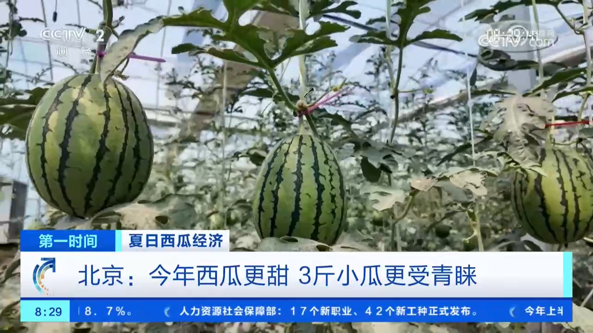 夏日西瓜经济 | 露地西瓜集中上市 产量高、价格好