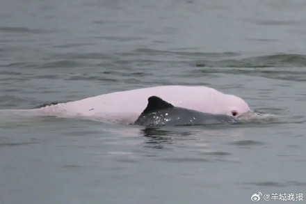雷州湾中华白海豚种群添丁！一年诞生12头幼崽