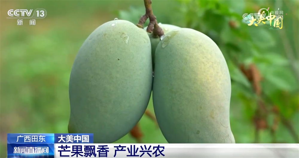 水果飘香、荷花盛放 特色农业绘“丰”景奏响乡村振兴“新乐章”