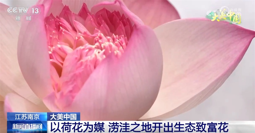 水果飘香、荷花盛放 特色农业绘“丰”景奏响乡村振兴“新乐章”