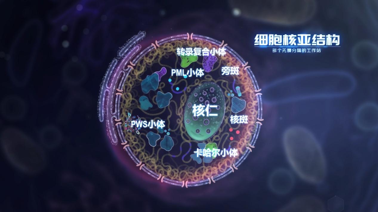 科学家揭示细胞核仁内部组织架构及高效运行奥秘 科学家揭示细胞核仁内部组织架构及高效运行奥秘