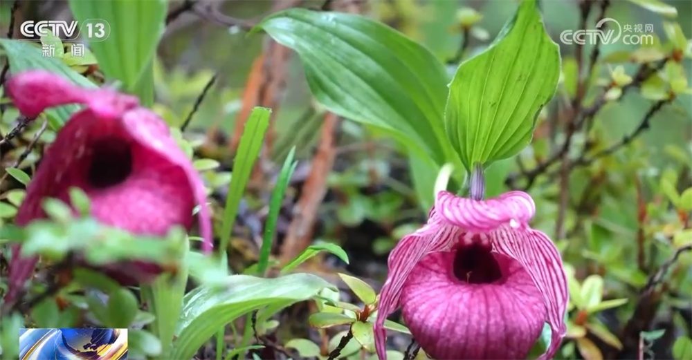 探秘雨林、寻踪国宝、见证奇迹……研学游持续升温点亮“暑期经济” 探秘雨林、寻踪国宝、见证奇迹……研学游持续升温点亮“暑期经济”
