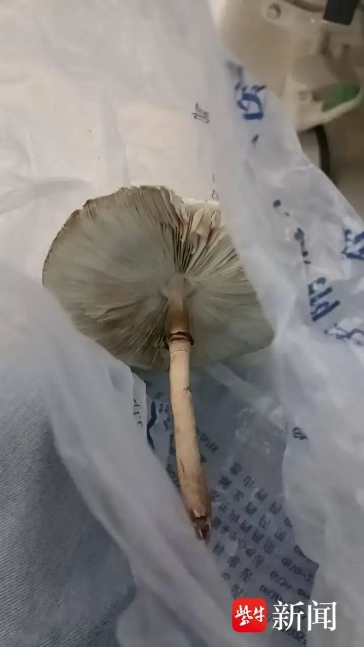 花9元网购“鸡枞菌”种,种出4朵吃了3朵,夫妻双双中毒急救! 花9元网购“鸡枞菌”种,种出4朵吃了3朵,夫妻双双中毒急救!