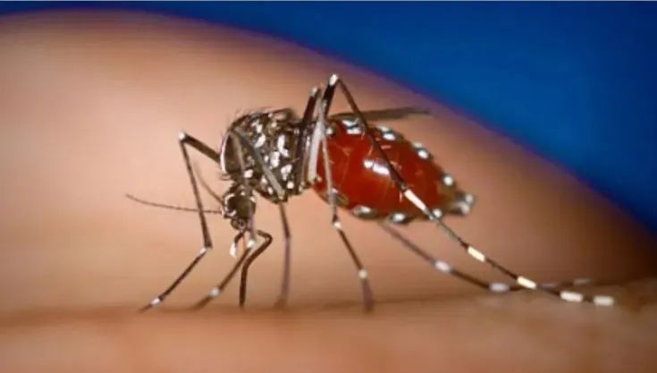 基孔肯雅热，到底怎么防？