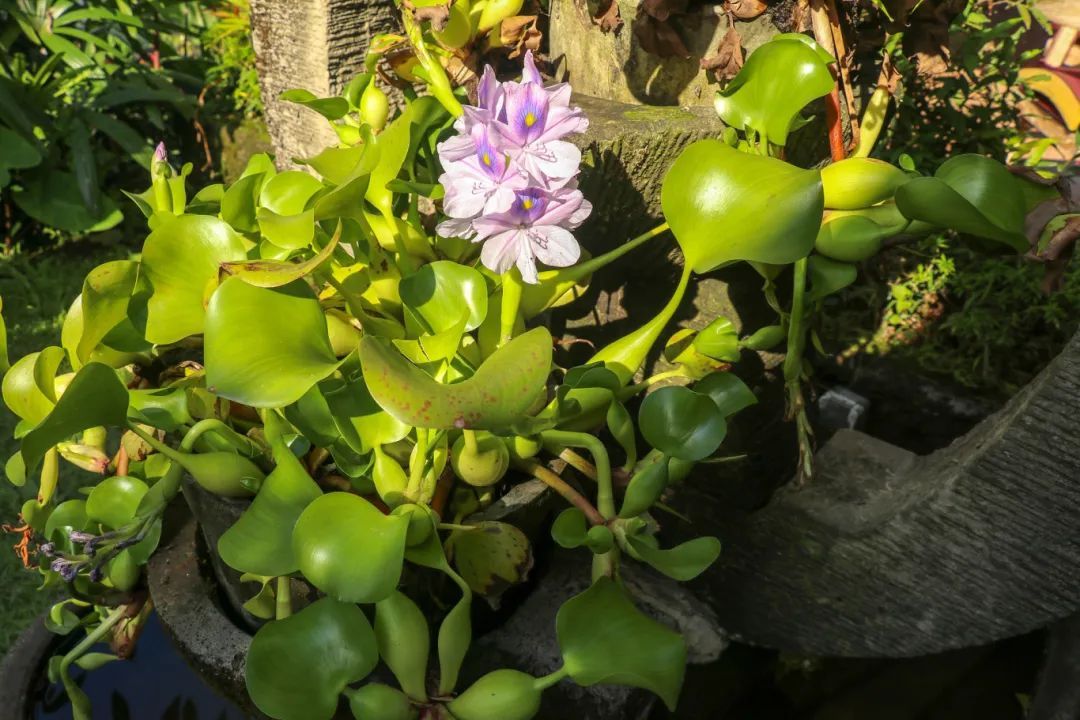 多地街头有人贩卖！专家急呼：不能吃，放生危害更大！