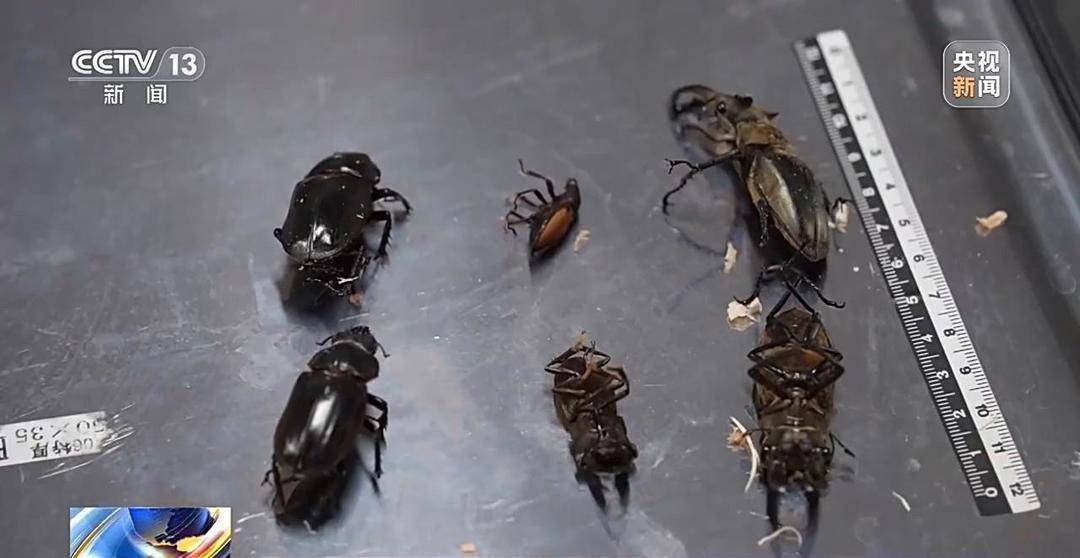 超1700万人养“异宠” 这些隐患可能比你想的更可怕