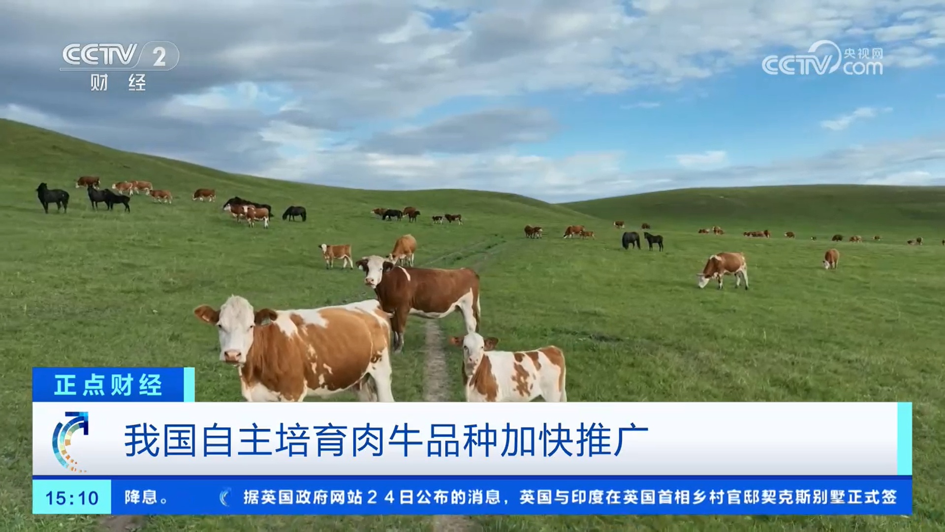 我国自主培育的肉牛品种加快推广 助力产业发展