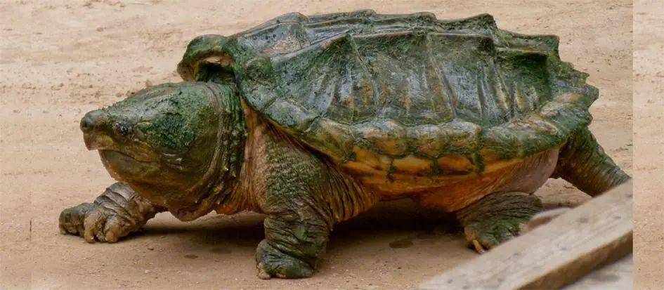 超1700万人养“异宠” 这些隐患可能比你想的更可怕