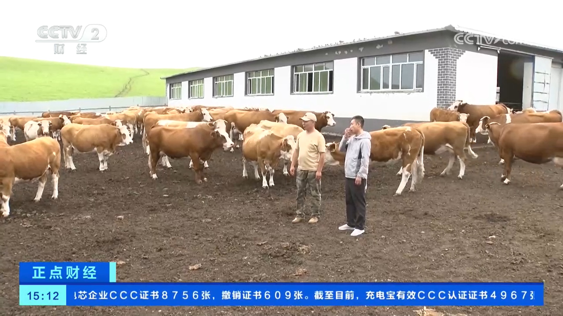 我国自主培育的肉牛品种加快推广 助力产业发展