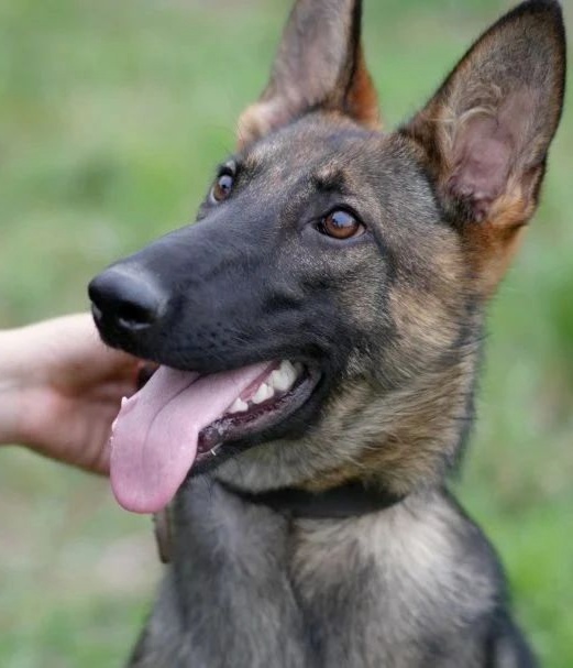 “大几发小狗？”“好像是大二下学期！”