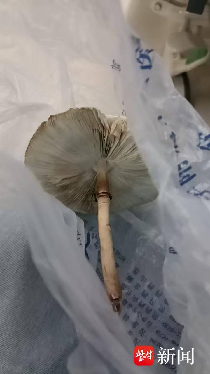网购9元鸡枞菌种子竟种出毒蘑菇 六旬夫妻中毒住院