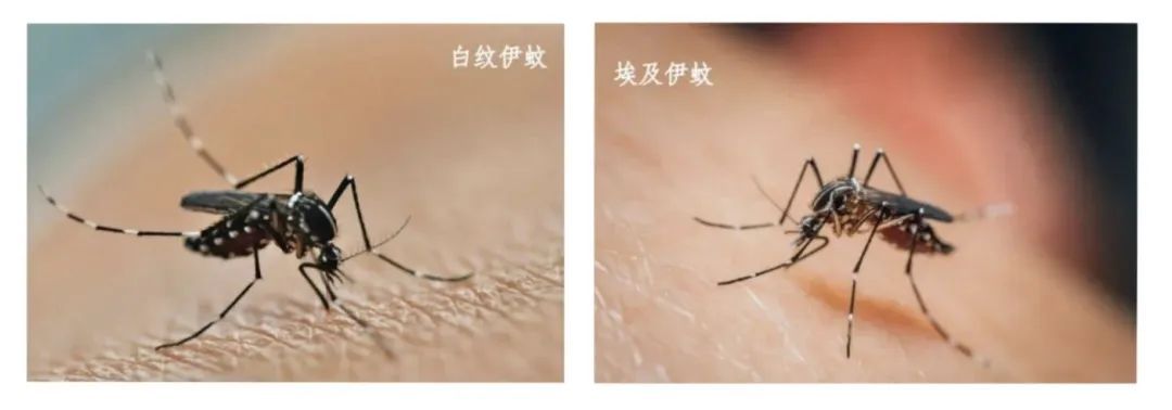 基孔肯雅热，到底怎么防？