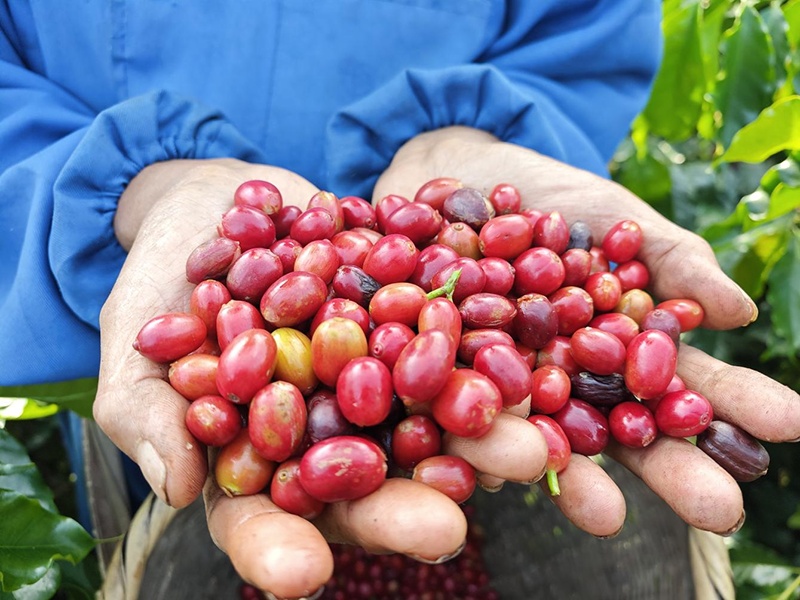 “云咖”加速“出海”上半年出口货值6.5亿元 “云咖”加速“出海”上半年出口货值6.5亿元