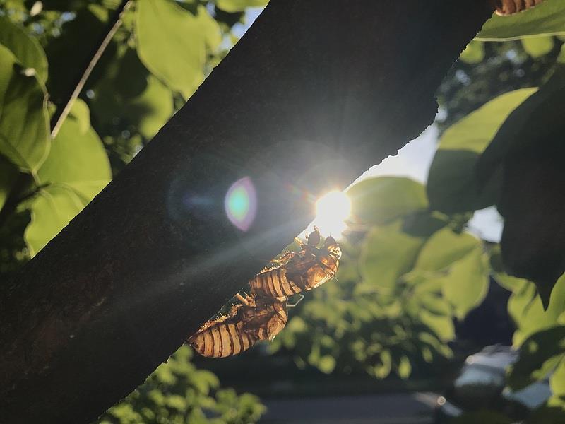 夏日蝉鸣“吵”上热搜 上海今年的蝉为啥这么多? 夏日蝉鸣“吵”上热搜 上海今年的蝉为啥这么多?